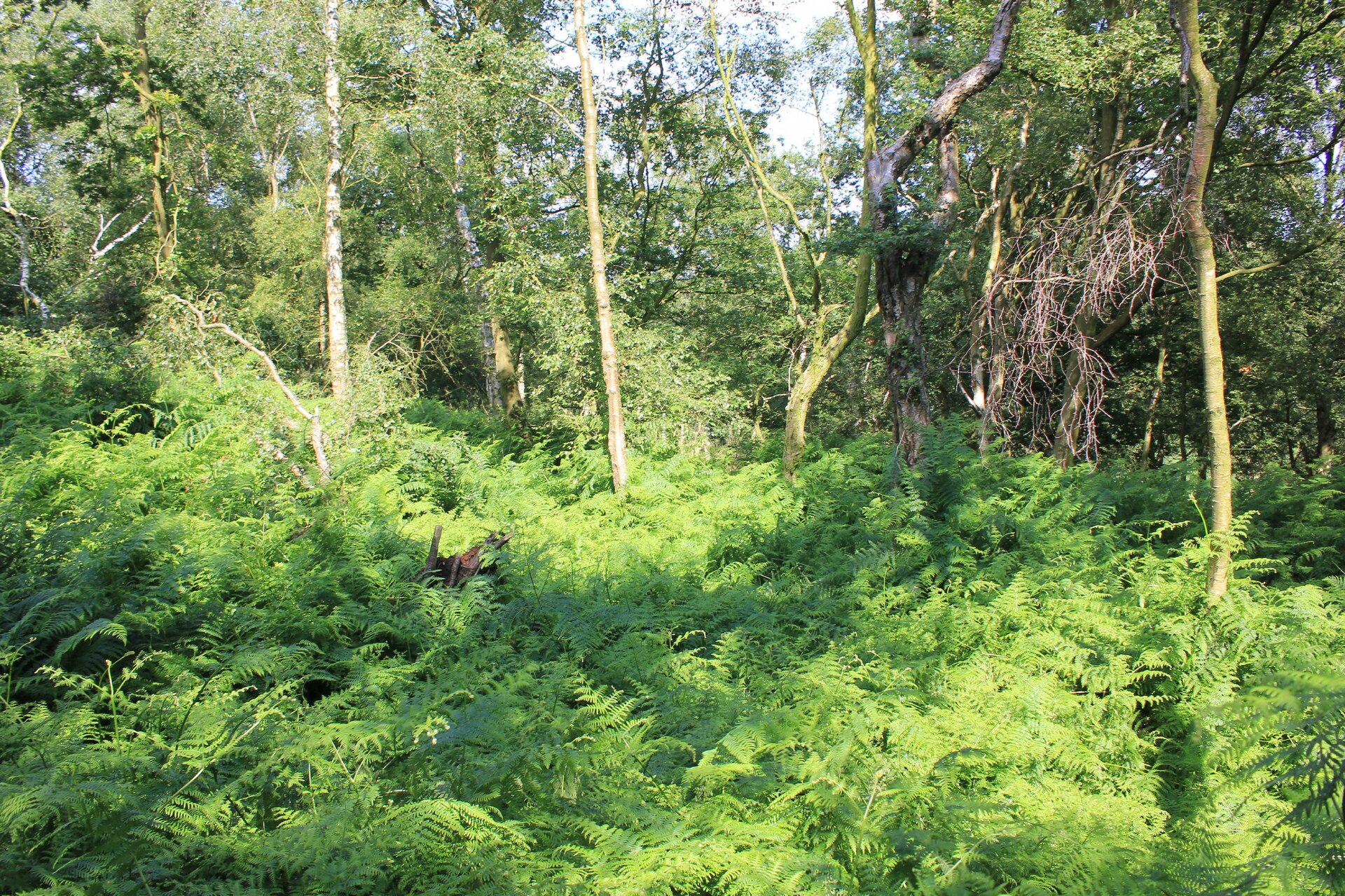Woodhouses Hill Fort